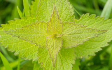 Green stinging nettle