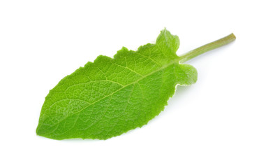 Fototapeta premium Leaves of a burdock young