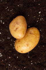 potatoes on the soil