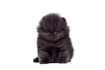 Black Pomeranian puppy on white background