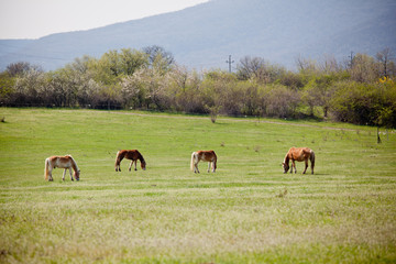Beautiful horses