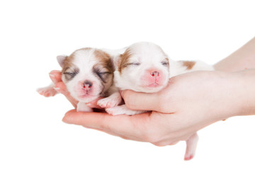 Cute Baby Puppies Being Held in Human Hands