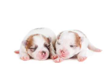 Sleeping White Newborn Puppy on White