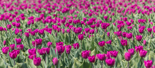 Fototapeta premium Purple tulips field