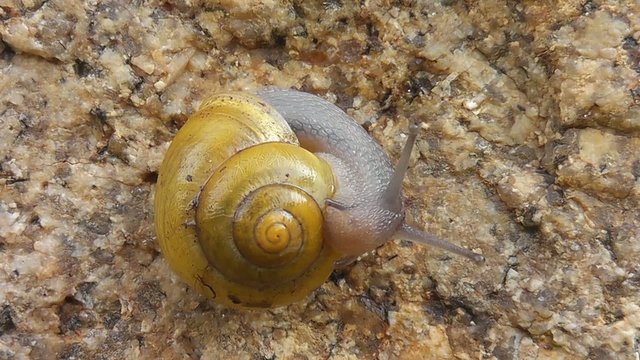 Closeup snail