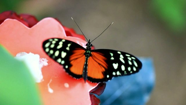 compilation de papillon