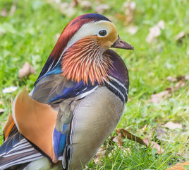 Back of a male mandarin duck