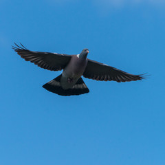 Wingspan