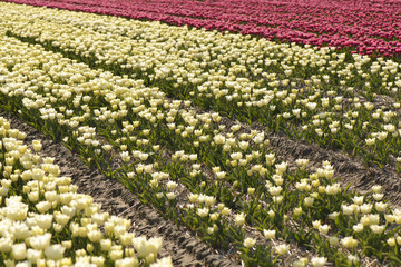 field with white and red tulips