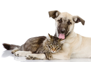 Obraz premium cat and dog together. Isolated on a white background 