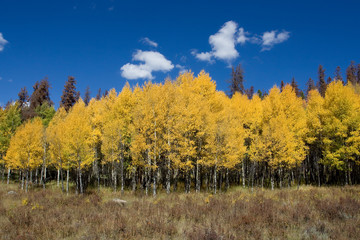 Colorado Aspen Trees in Autumn