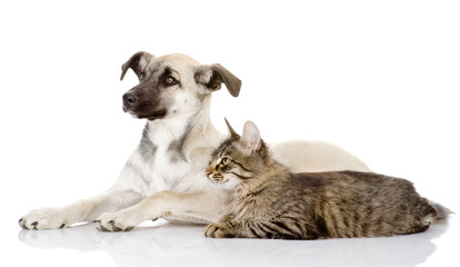 the dog and cat lie nearby. isolated on white background 