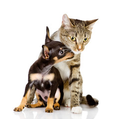 the puppy kisses a cat. isolated on white background