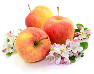 Äpfel Ernte