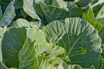 green cabbage