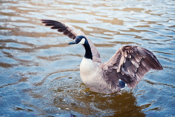 The Goose in a pond
