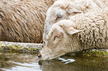 thirsty sheep