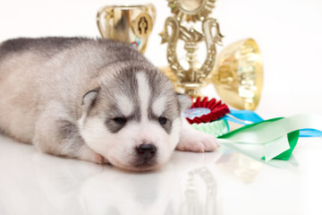 Obraz premium newborn puppy