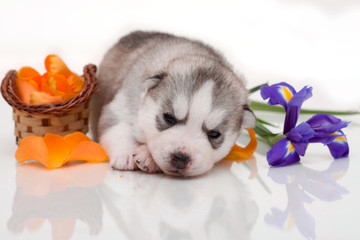 Fototapeta na wymiar newborn puppy