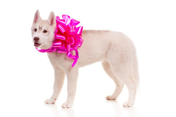 husky