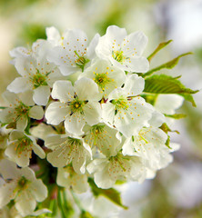 Weiße Kirschblüten.