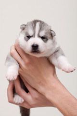 newborn puppy