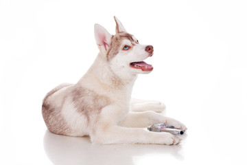 husky