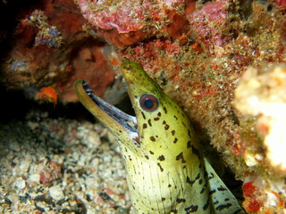 Moray eel, Philippine sea