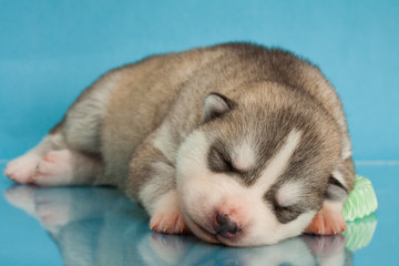 newborn puppy