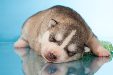 Fototapeta na wymiar newborn puppy