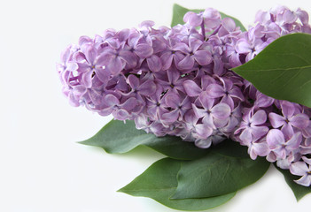 Obraz premium Lilac branch on a white background