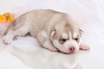 newborn puppy