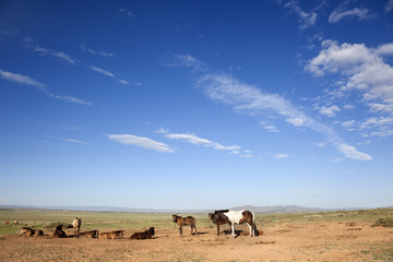 Fototapeta na wymiar Mongolia Horse