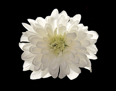 Fototapeta white flower Chrysanthemum isolated on black
