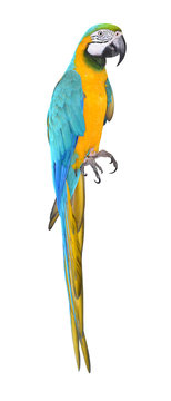 Parrot bird beautiful and bright isolated