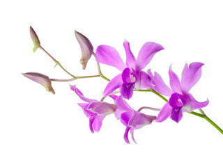 Beautiful purple orchid isolated on white background