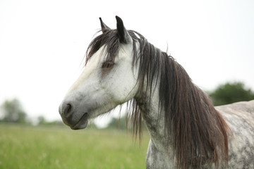 Obraz na płótnie Canvas Nice grey fell pony mare on pasturage