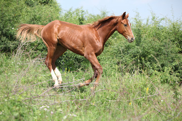 Nice young horse running downhill
