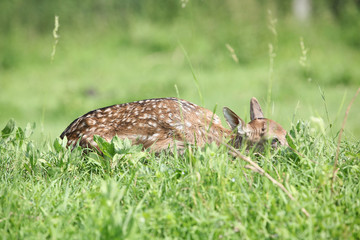 Young small buck hiding in the grass