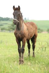 Friesian foal with halter standing on pasturage