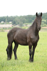Fototapeta premium Friesian horse looking on pasturage