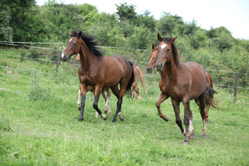 Fototapeta premium Batch of horses running on pasture