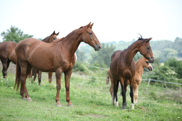 Fototapeta na wymiar Batch of horses standing on pasturage