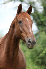 Obraz premium Chestnut horse looking