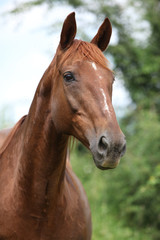 Chestnut horse looking