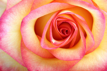 Fototapeta na wymiar Orange rose. Macro