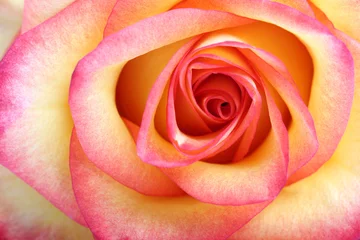 Gordijnen Oranje roos. Macro © Vitalii Hulai