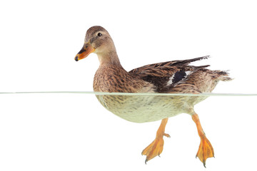 wild duck