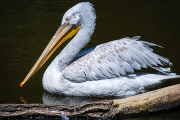 Pelican