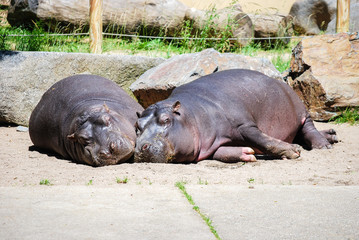 Two  hippopotamuses